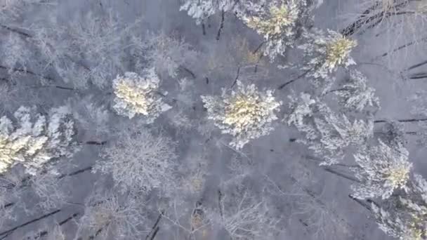 Uitzicht Vanuit Lucht Ijzige Witte Winterdennenbossen Berkenbossen Bedekt Met Vorst — Stockvideo