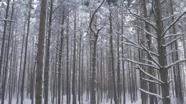 Vista Aérea Bosques Pinos Blancos Abedules Cubiertos Heladas Nieve Los — Vídeos de Stock