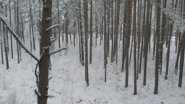 霜の多い白い冬の松林と 霜や雪に覆われた白樺林の空中ビュー 冬になると山の木々の間をドローンが飛ぶ クリスマスのテーマの背景 牧歌的な風景 — ストック動画