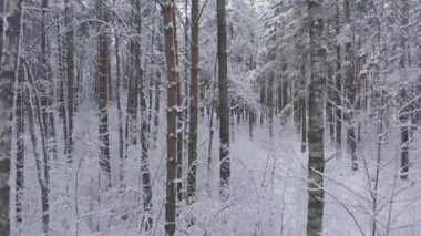 Buz gibi beyaz kış çam ormanları ve huş ağaçlarıyla kaplı ağaçların havadan görünüşü. Drone kışın ağaçlar arasında uçar. Noel temalı arka plan. Idyllic manzara