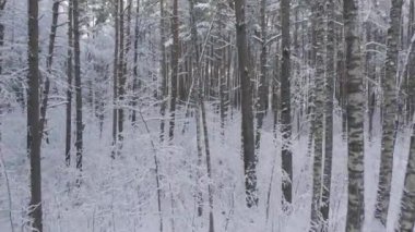 Buz gibi beyaz kış çam ormanları ve huş ağaçlarıyla kaplı ağaçların havadan görünüşü. Drone kışın ağaçlar arasında uçar. Noel temalı arka plan. Idyllic manzara