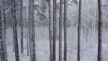 Buz gibi beyaz kış çam ormanları ve huş ağaçlarıyla kaplı ağaçların havadan görünüşü. Drone kışın ağaçlar arasında uçar. Noel temalı arka plan. Idyllic manzara
