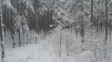 Buz gibi beyaz kış çam ormanları ve huş ağaçlarıyla kaplı ağaçların havadan görünüşü. Drone kışın ağaçlar arasında uçar. Noel temalı arka plan. Idyllic manzara