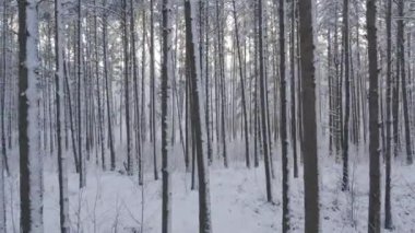 Buz gibi beyaz kış çam ormanları ve huş ağaçlarıyla kaplı ağaçların havadan görünüşü. Drone kışın ağaçlar arasında uçar. Noel temalı arka plan. Idyllic manzara