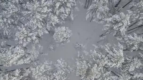Widok Lotu Ptaka Mroźne Lasy Sosnowe Gaje Brzozowe Pokryte Mrozem — Wideo stockowe