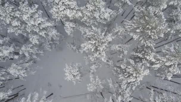 Uitzicht Vanuit Lucht Ijzige Witte Winterdennenbossen Berkenbossen Bedekt Met Vorst — Stockvideo