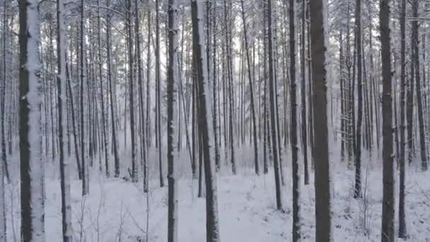 Uitzicht Vanuit Lucht Ijzige Witte Winterdennenbossen Berkenbossen Bedekt Met Vorst — Stockvideo