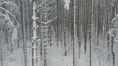 Buz gibi beyaz kış çam ormanları ve huş ağaçlarıyla kaplı ağaçların havadan görünüşü. Drone kışın ağaçlar arasında uçar. Noel temalı arka plan. Idyllic manzara