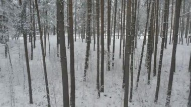 Buz gibi beyaz kış çam ormanları ve huş ağaçlarıyla kaplı ağaçların havadan görünüşü. Drone kışın ağaçlar arasında uçar. Noel temalı arka plan. Idyllic manzara