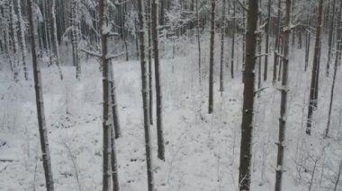 Buz gibi beyaz kış çam ormanları ve huş ağaçlarıyla kaplı ağaçların havadan görünüşü. Drone kışın ağaçlar arasında uçar. Noel temalı arka plan. Idyllic manzara