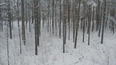 Buz gibi beyaz kış çam ormanları ve huş ağaçlarıyla kaplı ağaçların havadan görünüşü. Drone kışın ağaçlar arasında uçar. Noel temalı arka plan. Idyllic manzara