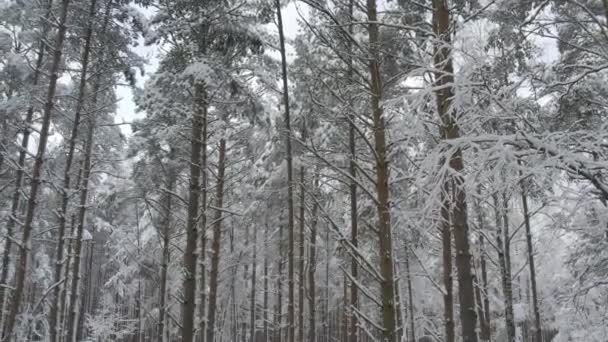 Vue Aérienne Forêts Pins Blancs Gelés Bouleaux Couverts Givre Neige — Video