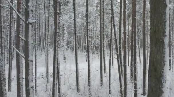 Αεροφωτογραφία Του Παγωμένος Λευκό Χειμώνα Πευκοδάση Και Σημύδας Άλση Καλύπτονται — Αρχείο Βίντεο