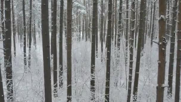 Vista Aérea Bosques Pinos Blancos Abedules Cubiertos Heladas Nieve Los — Vídeos de Stock