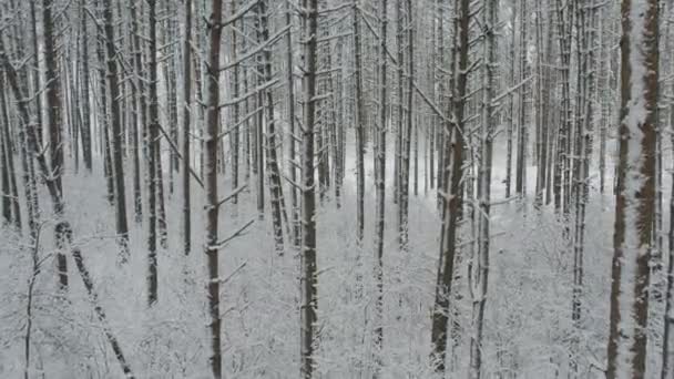 霜の多い白い冬の松林と 霜や雪に覆われた白樺林の空中ビュー 冬になると山の木々の間をドローンが飛ぶ クリスマスのテーマの背景 牧歌的な風景 — ストック動画