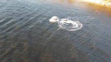 Genç adamın hızlı su motosikletine binip sığ dalgalara atladığı ve mavi suda gün batımında altın sıçramalar yaptığı hava manzarası. Turistin deniz kenarında su bisikleti sürerken eğlendiği drone fotoğrafı.