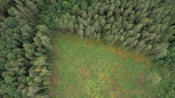 Diretamente Acima Drone Aéreo Tiro Quadro Completo Floresta Pinheiros Diferentes — Vídeo de Stock