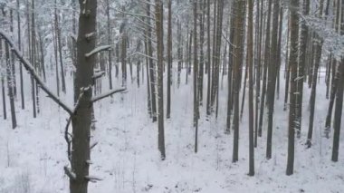 Kış çam ormanları ve huş ağaçları karla kaplı.