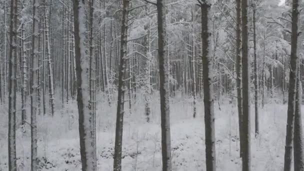 Winterdennenbossen en berkenbossen bedekt met sneeuw — Stockvideo