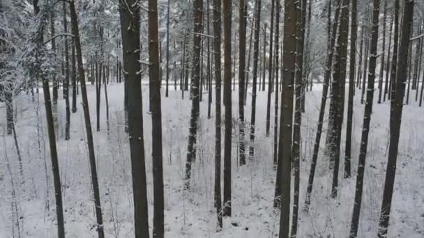 Winterdennenbossen en berkenbossen bedekt met sneeuw — Stockvideo
