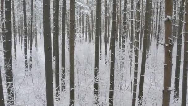 Bosques de pinos de invierno y abedules cubiertos de nieve — Vídeo de stock
