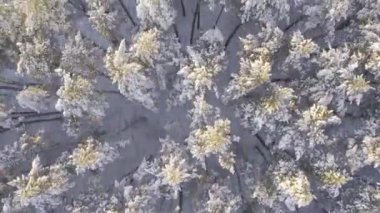 Kış çam ormanları ve huş ağaçları karla kaplı.