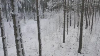 Kış çam ormanları ve huş ağaçları karla kaplı.