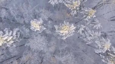 Kış çam ormanları ve huş ağaçları karla kaplı.