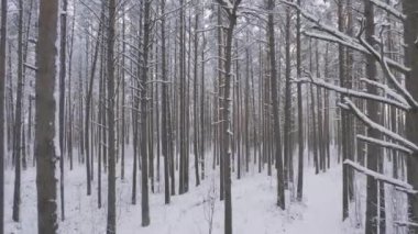 Kış çam ormanları ve huş ağaçları karla kaplı.