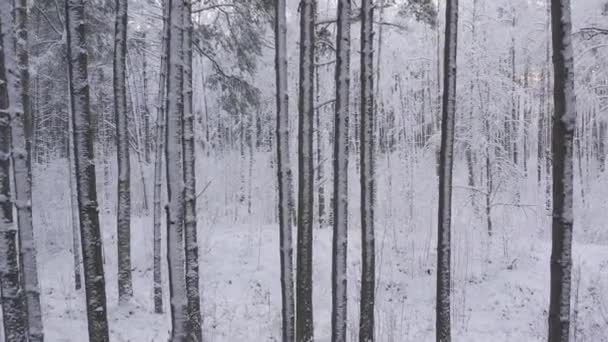 겨울 소나무 숲 과 눈으로 덮인 자작나무 숲 — 비디오