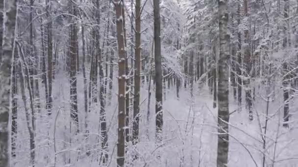 Téli fenyőerdők és nyírfa ligetek hóval borítva — Stock videók