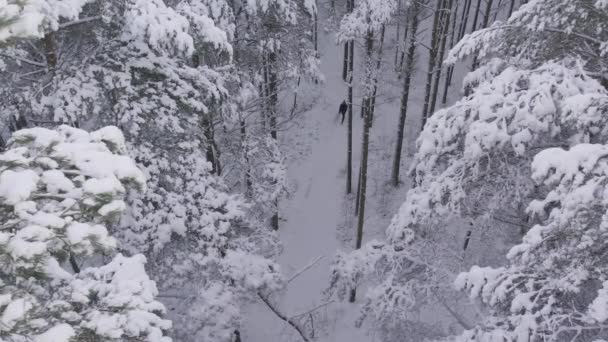 冬の松林と雪に覆われた白樺林 — ストック動画
