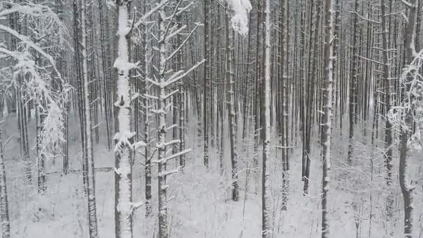 Winterdennenbossen en berkenbossen bedekt met sneeuw — Stockvideo