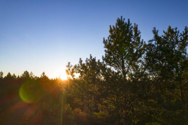 Yeşil çam ormanlarının ve huş ağaçlarının, altın ağaçların güzel dokusuna sahip insansız hava görüntüsü. İlkbaharda gün doğumu, gün batımı. Altın çağda ağaçların arasından doğan güneş ışınları
