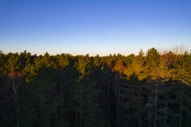Yeşil çam ormanlarının ve huş ağaçlarının, altın ağaçların güzel dokusuna sahip insansız hava görüntüsü. İlkbaharda gün doğumu, gün batımı. Altın çağda ağaçların arasından doğan güneş ışınları