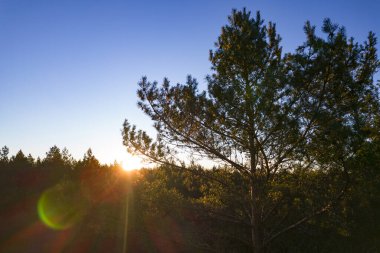 Yeşil çam ormanlarının ve huş ağaçlarının, altın ağaçların güzel dokusuna sahip insansız hava görüntüsü. İlkbaharda gün doğumu, gün batımı. Altın çağda ağaçların arasından doğan güneş ışınları