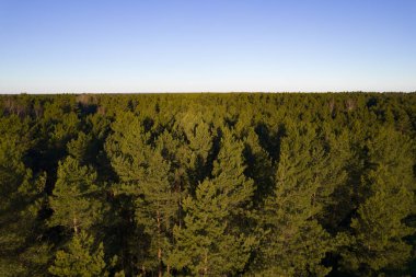 Yeşil çam ormanlarının ve huş ağaçlarının, altın ağaçların güzel dokusuna sahip insansız hava görüntüsü. İlkbaharda gün doğumu, gün batımı. Altın çağda ağaçların arasından doğan güneş ışınları