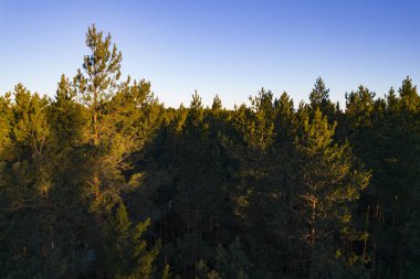 Yeşil çam ormanlarının ve huş ağaçlarının, altın ağaçların güzel dokusuna sahip insansız hava görüntüsü. İlkbaharda gün doğumu, gün batımı. Altın çağda ağaçların arasından doğan güneş ışınları