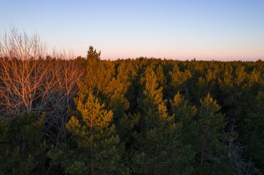 Yeşil çam ormanlarının ve huş ağaçlarının, altın ağaçların güzel dokusuna sahip insansız hava görüntüsü. İlkbaharda gün doğumu, gün batımı. Altın çağda ağaçların arasından doğan güneş ışınları
