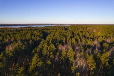 Yeşil çam ormanlarının ve huş ağaçlarının, altın ağaçların güzel dokusuna sahip insansız hava görüntüsü. İlkbaharda gün doğumu, gün batımı. Altın çağda ağaçların arasından doğan güneş ışınları