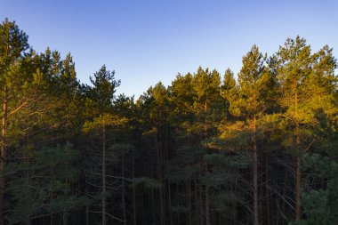 Yeşil çam ormanlarının ve huş ağaçlarının, altın ağaçların güzel dokusuna sahip insansız hava görüntüsü. İlkbaharda gün doğumu, gün batımı. Altın çağda ağaçların arasından doğan güneş ışınları