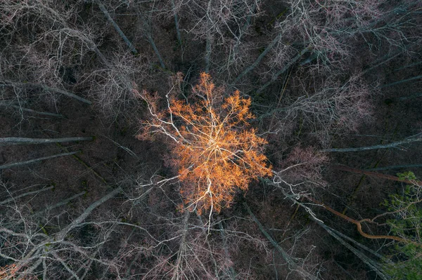 Letecký Snímek Zelených Borových Lesů Jarních Břízových Hájů Krásnou Strukturou — Stock fotografie