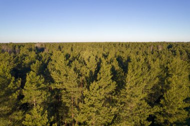 Yeşil çam ormanlarının ve huş ağaçlarının, altın ağaçların güzel dokusuna sahip insansız hava görüntüsü. İlkbaharda gün doğumu, gün batımı. Altın çağda ağaçların arasından doğan güneş ışınları