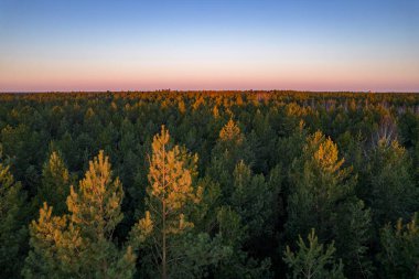Yeşil çam ormanlarının ve huş ağaçlarının, altın ağaçların güzel dokusuna sahip insansız hava görüntüsü. İlkbaharda gün doğumu, gün batımı. Altın çağda ağaçların arasından doğan güneş ışınları