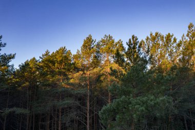 Yeşil çam ormanlarının ve huş ağaçlarının, altın ağaçların güzel dokusuna sahip insansız hava görüntüsü. İlkbaharda gün doğumu, gün batımı. Altın çağda ağaçların arasından doğan güneş ışınları