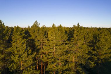 Yeşil çam ormanlarının ve huş ağaçlarının, altın ağaçların güzel dokusuna sahip insansız hava görüntüsü. İlkbaharda gün doğumu, gün batımı. Altın çağda ağaçların arasından doğan güneş ışınları