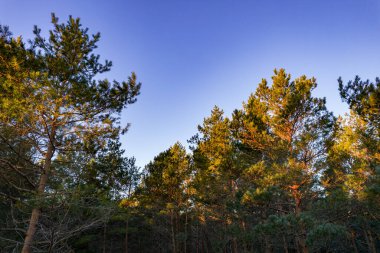 Yeşil çam ormanlarının ve huş ağaçlarının, altın ağaçların güzel dokusuna sahip insansız hava görüntüsü. İlkbaharda gün doğumu, gün batımı. Altın çağda ağaçların arasından doğan güneş ışınları