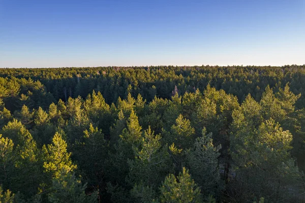 소나무 자작나무 드론으로찍은 나무숲의 아름다운 질감을 지니고 봄철의 황금시간대에 의나무들을 — 스톡 사진
