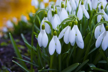 Taze kar damlaları, galanthus nivalis, ormanda açan ilk bahar çiçekleri. Yaban çiçekleri sabah ya da akşam güneş ışığında çiçek açar. Paskalya konusu, bahar sembolü