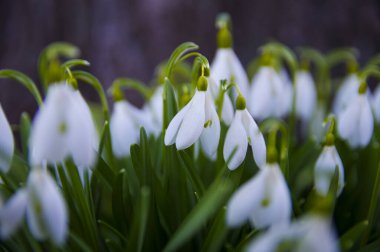 Taze kar damlaları, galanthus nivalis, ormanda açan ilk bahar çiçekleri. Yaban çiçekleri sabah ya da akşam güneş ışığında çiçek açar. Paskalya konusu, bahar sembolü